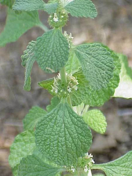Horehound Herb Seed Pack - 100+ Fresh Seeds - Medicinal Herb for Tea and Flavor - Marrubium vulgare