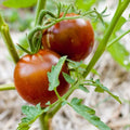 Black Prince Tomato Seeds, 30 Seeds, Non-GMO, Heirloom Variety, Lycopersicon esculentum
