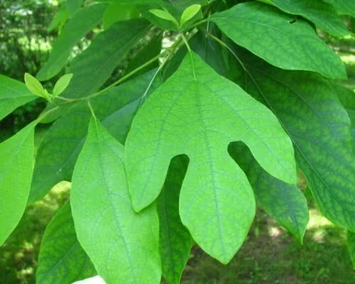 Sassafras Fresh Cuttings (10) - Unrooted Sassafras Albidum for Gardening and Propagation