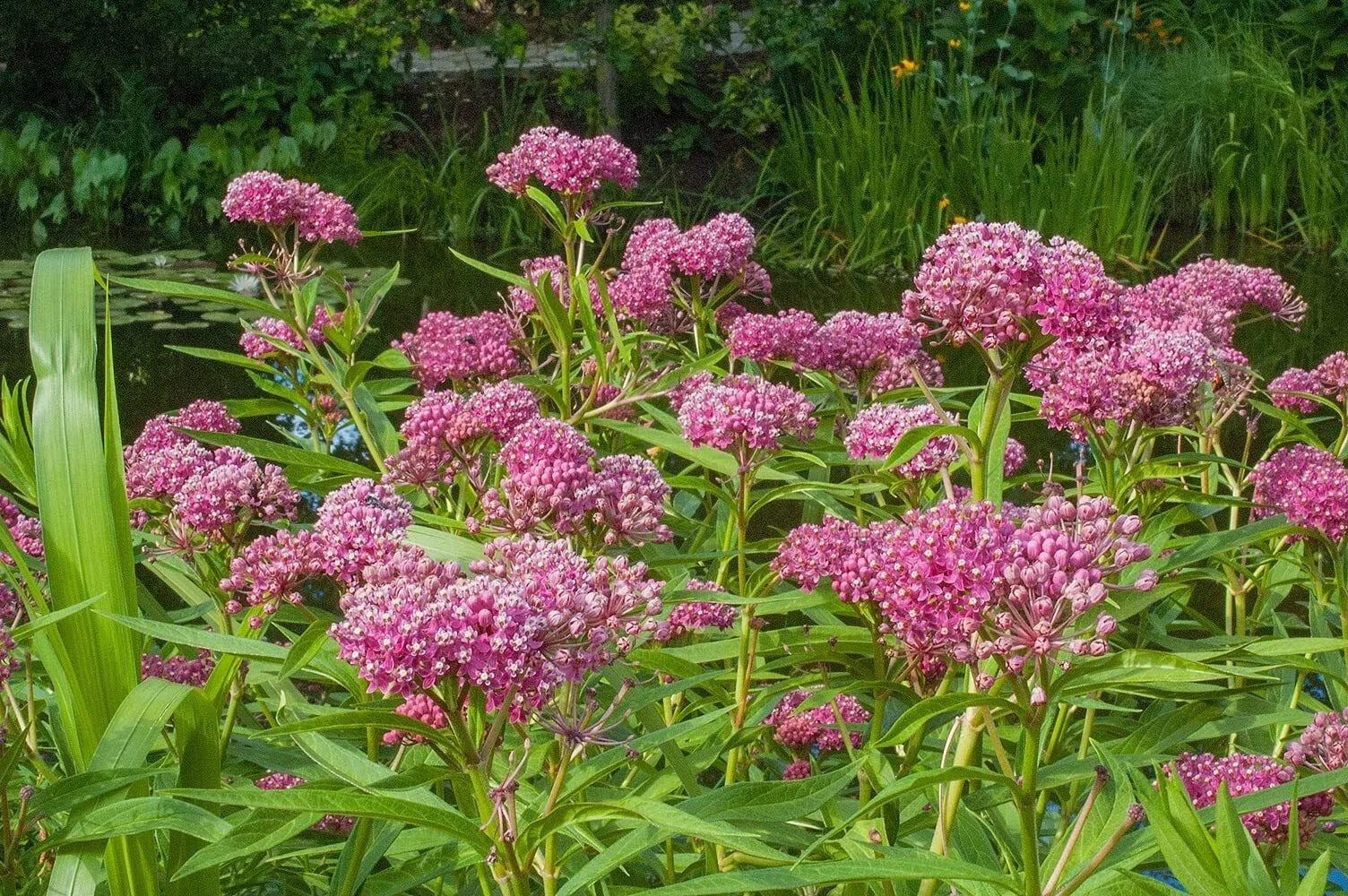Swamp Milkweed Seeds 200 Pcs for Monarch Butterflies - Asclepias incarnata - Native Pollinator Plants