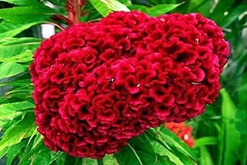 Exotic Cockscomb Seeds - 200+ Seeds - Colorful Garden Flower - Celosia cristata - Made in USA