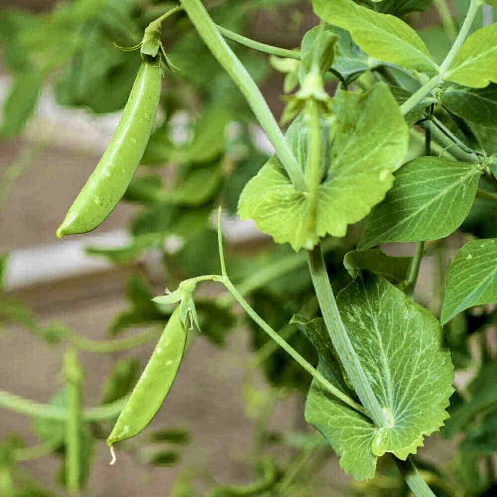 Sugar Snap Pea Seeds - 30 Heirloom Non-GMO Pod Peas for Vegetable Garden - Pisum sativum