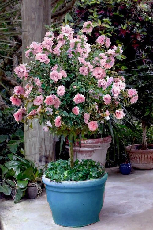 Pale Pink Sugar Tip Double Rose of Sharon Hibiscus 6 Dipped Cuttings - Rare Plant Propagation
