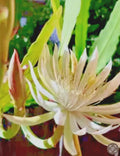 Night Blooming Cereus Cutting 10"-12" | Beautiful White Cactus Plant | Epiphyllum oxypetalum