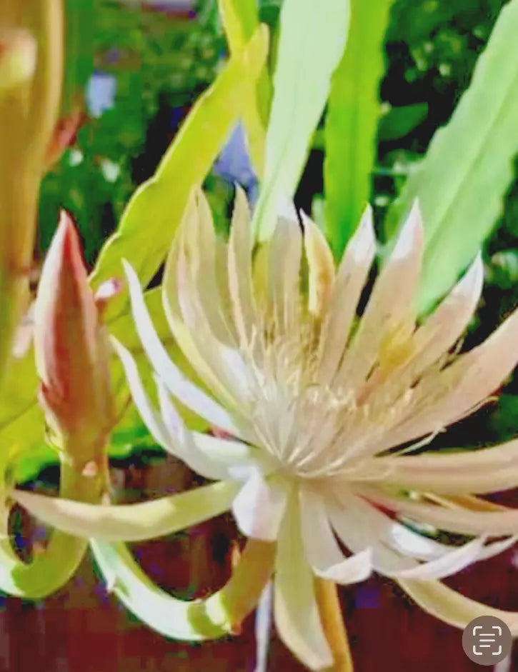 Night Blooming Cereus Cutting 10"-12" | Beautiful White Cactus Plant | Epiphyllum oxypetalum