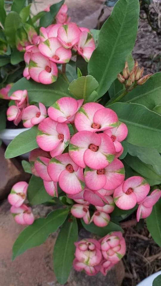 Rainbow Crown of Thorns Cutting 1 Count Euphorbia milii No Roots