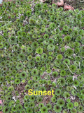 Sunset Hardy Hens and Chicks Succulents - 10 Live Sempervivum Plants for Zones 4-8 - Perfect for Gardens and Pots