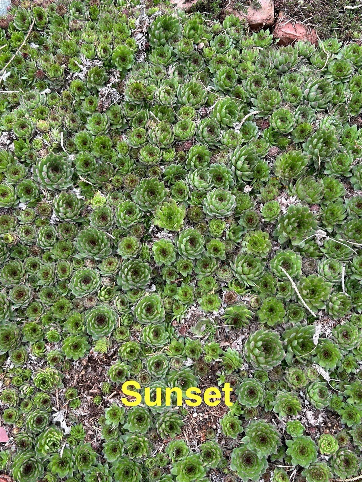 Sunset Hardy Hens and Chicks Succulents - 10 Live Sempervivum Plants for Zones 4-8 - Perfect for Gardens and Pots