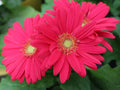 Gerbera Daisy Seeds - 200+ Magenta Flower Seeds for Garden Planting - Gerbera jamesonii - USA