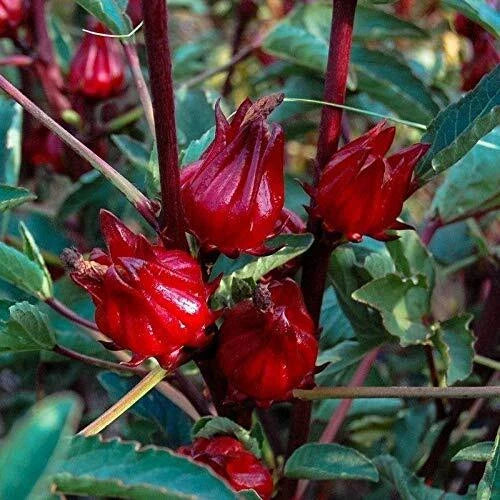 Thai Roselle Seeds - 25 Seed Packet - Heirloom, Non-GMO, Vegetable, Fruit - Hibiscus sabdariffa
