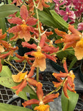 Orchid Plant Bulbs Mix - 3 Surp Bate Root + 2 Free - Exotic Blooms for Home Garden - Ideal for Indoor Display