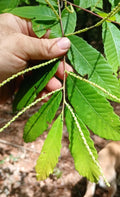 Dwarf Chestnut Cuttings 10 Pack - Rare Wild Chinquapin - Castanea pumila - South Alabama Native Plant