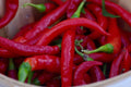 30+ Seeds Red Thin Hot Pepper Chili Erjintiao - Chinese Hot Pepper Seeds for Planting (Capsicum annuum)