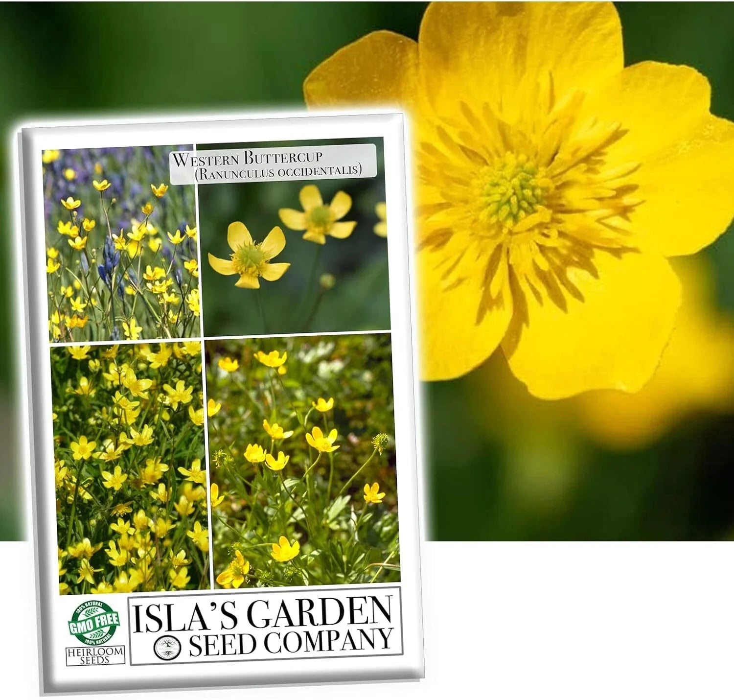 Western Buttercup Seeds, 1000+ Long Blooming Field Flower Seeds, Ranunculus occidentalis