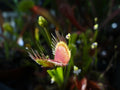 Venus Flytrap Potted Plant - Adult Dionaea muscipula - Carnivorous Houseplant with Unique Trapping Mechanism