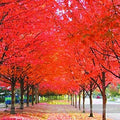 Japanese Red Maple Tree Seeds - 30 Pack - Acer palmatum - Professional Quality Seed Collection