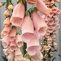 Foxglove Seeds | 200 - 4,000 Seeds | Apricot Beauty | Non-GMO Digitalis purpurea
