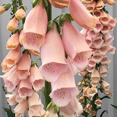 Foxglove Seeds | 200 - 4,000 Seeds | Apricot Beauty | Non-GMO Digitalis purpurea
