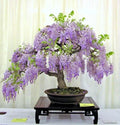 Purple Chinese Wisteria Seedling Live Plant - 3+ Years Old - Wisteria sinensis