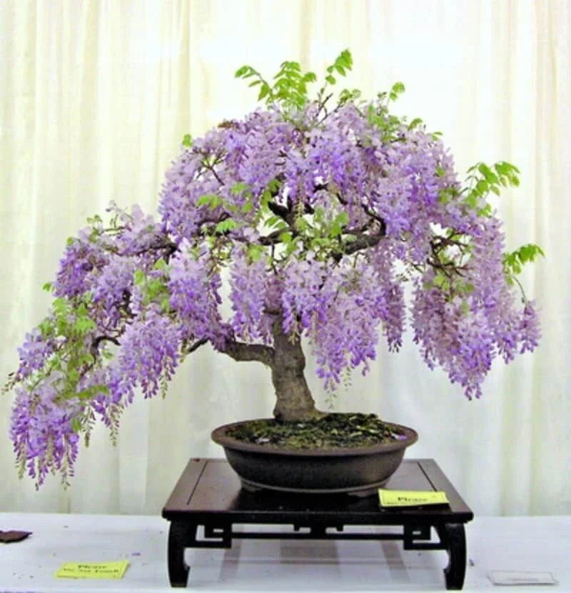 Purple Chinese Wisteria Seedling Live Plant - 3+ Years Old - Wisteria sinensis
