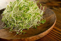 Red Clover Sprout Seeds - 500 Count - Grow Tasty Sprouts - Trifolium pratense