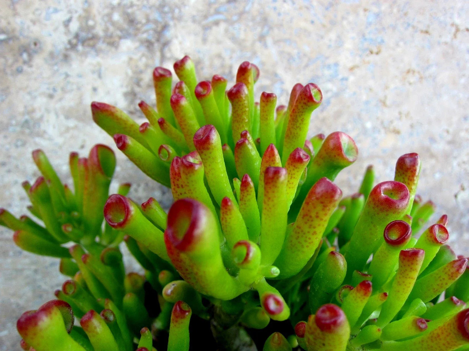 Crassula Ovata Gollum Sea Anemone Jade Cuttings - 2 Succulent Plant Cuttings for Home Decor and Indoor Gardening