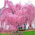 Weeping Sakura Cherry Blossom Tree Seeds - Fast Hardy Variety (Prunus serrulata 'Pendula')
