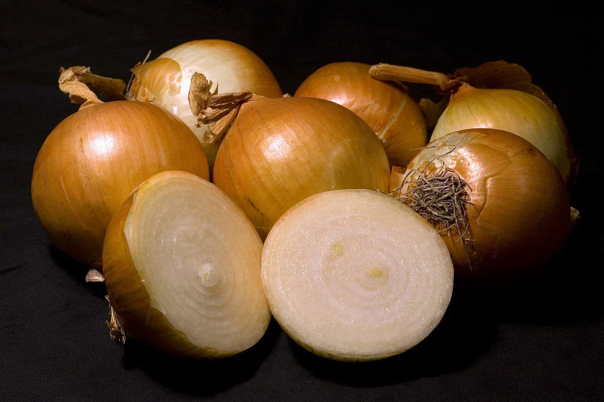 Walla Walla Sweet Onion Seeds - 500 Heirloom Non-GMO Seeds - Allium cepa - USA Seller
