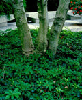 Pachysandra Procumbens - 10 Rooted Cuttings - Native Ground Cover - Winter Hardy Plant