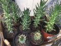 Eve's Needle Cactus Plant - Rooted Austrocylindropuntia subulata - Succulent Desert Plant, Green Spines