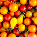 Rainbow Cherry Tomato Seeds | Heirloom NON-GMO Mix | Fresh Vegetable Seeds | Solanum lycopersicum