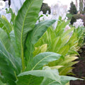 Golden Burley Tobacco Seeds - 1,000+ Heirloom Organic Seeds | Nicotiana tabacum
