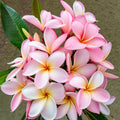 Pale Pink Plumeria Seeds - 5 Perennial Hawaiian Flower Plants - Frangipani Seeds for Garden