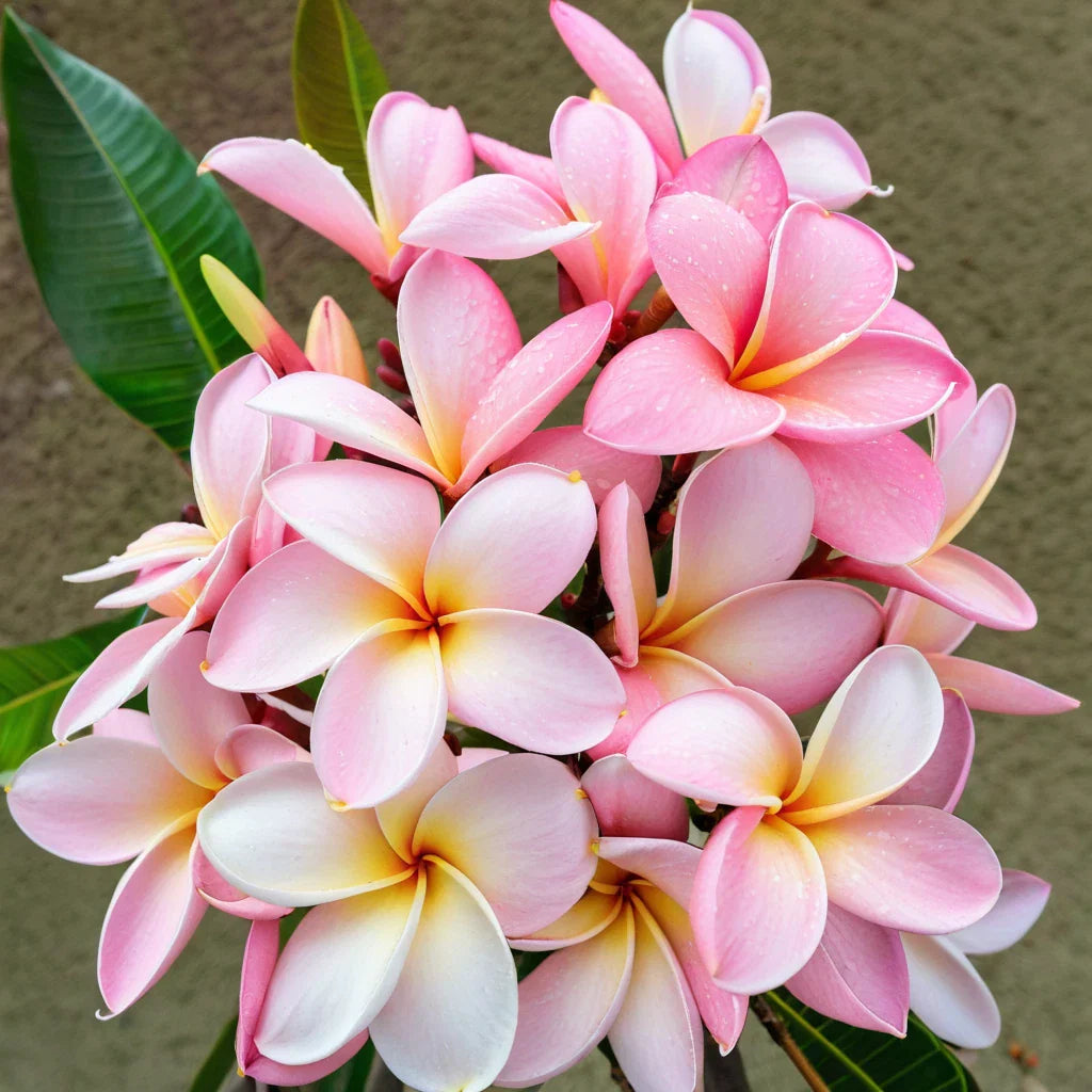 Pale Pink Plumeria Seeds - 5 Perennial Hawaiian Flower Plants - Frangipani Seeds for Garden
