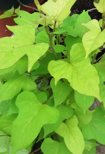 Sweet Caroline Morning Glory Plant - Lime Green Hybrid - Ipomoea Batatas - Flowering Vine