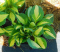 Vulcan Hosta Plants - Hardy Perennial Shade Plant - Variegated Green Leaves - Hosta 'Vulcan'