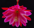 Epiphyllum 'Norwood' Unrooted Cutting - Rare Orchid Cactus - Unique Houseplant Cutting, Exotic Indoor Plant