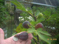 Fig Tree Cuttings - 6 Pcs - Col de Dame Noire - Delicious & Rain Resistant - Ficus carica