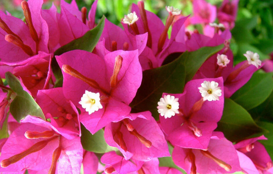 Pink Pixie Bougainvillea Starter Plant | Well Rooted Live Plug | Bougainvillea glabra