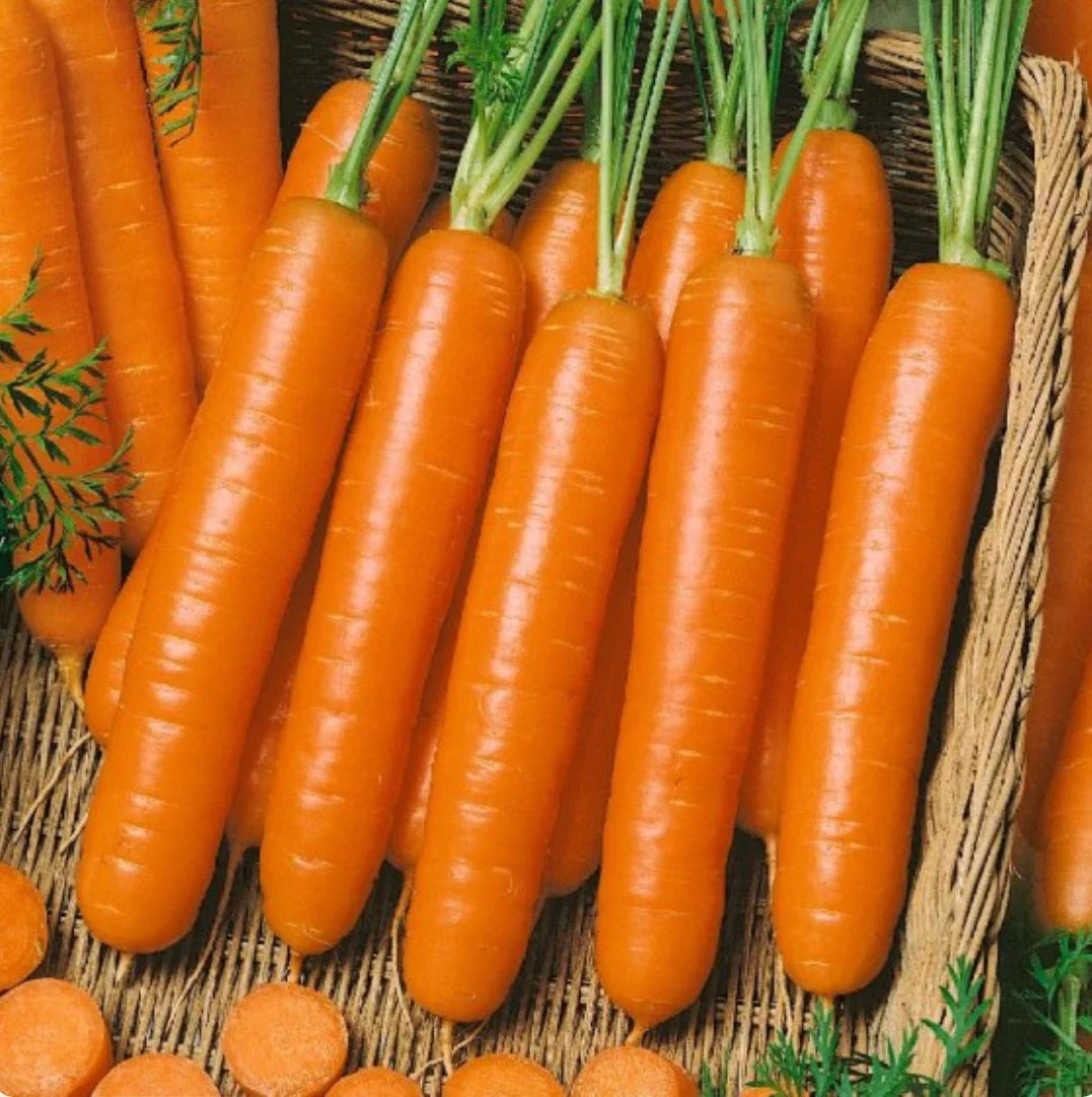 Little Finger Baby Carrot Seeds - NON-GMO, 1,500 Seeds - Daucus carota, Ideal for Home Gardening and Vegetable Gardens