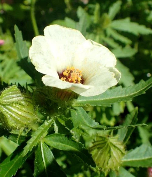 Hibiscus Seeds - 20 Count - Hibiscus Trionum - Yellow Flowering Perennial Plant Seeds