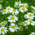 German Chamomile Seeds 4000+ Organic Annual Herb for Garden, Matricaria chamomilla, Free Shipping