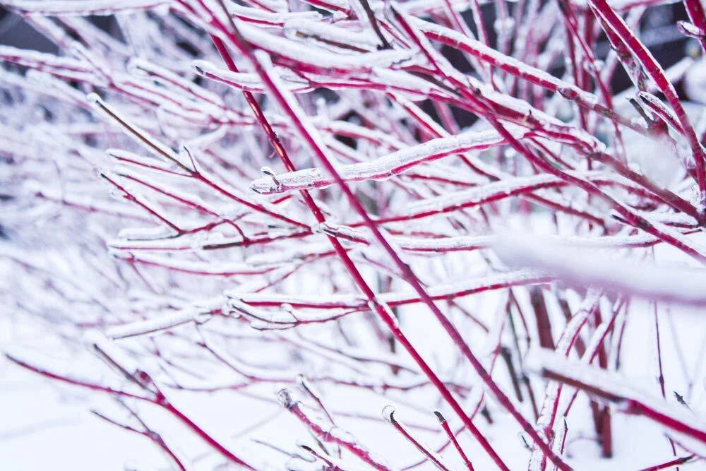 Red Dogwood Cuttings - 8 Pack, No Roots, Easy to Grow, Cornus florida