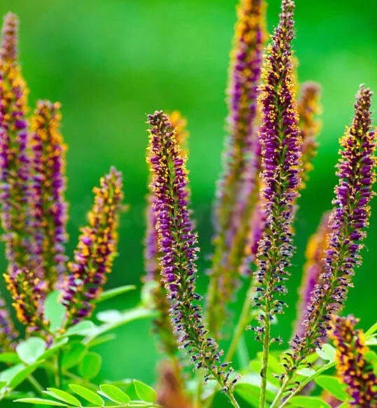 False Indigo Bush Seeds - 100+ Seeds - Amorpha Fruticosa - Easy to Grow Beautiful Shrub Seeds