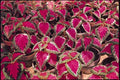 Coleus Seeds - Color Pride Variety - 40 Fresh Seeds - Plectranthus scutellarioides - FREE Shipping