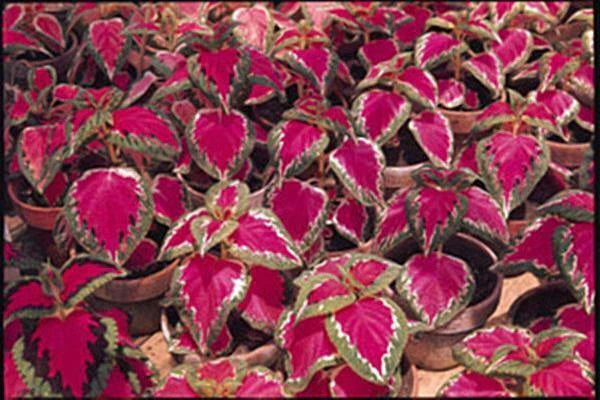 Coleus Seeds - Color Pride Variety - 40 Fresh Seeds - Plectranthus scutellarioides - FREE Shipping