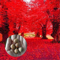 Red Oak Tree Seeds | 5 Seeds | Bonsai Variety | Quercus rubra, Highly Prized for Planting