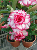 Double Red White Desert Rose Seeds - 4 Perennial Adenium Obesum Flower Seeds for Gardening