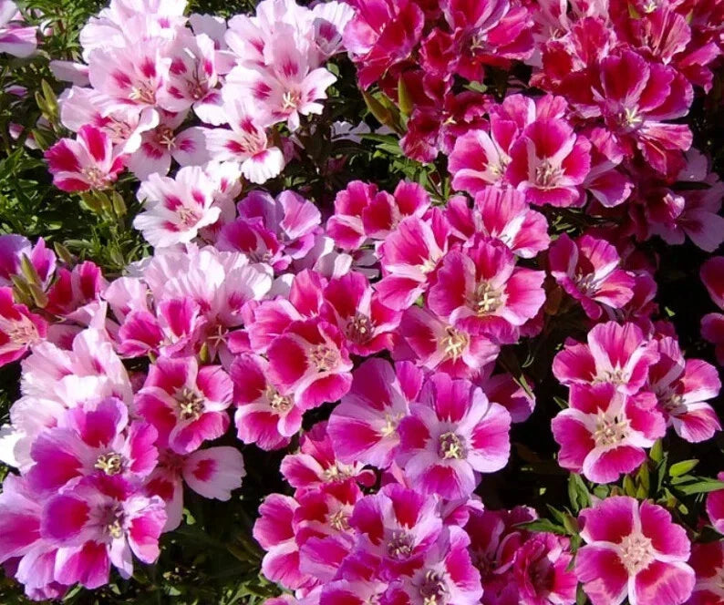 Godetia Seeds - 500 Pink and White Mix - Organic USA Seeds - Free Shipping