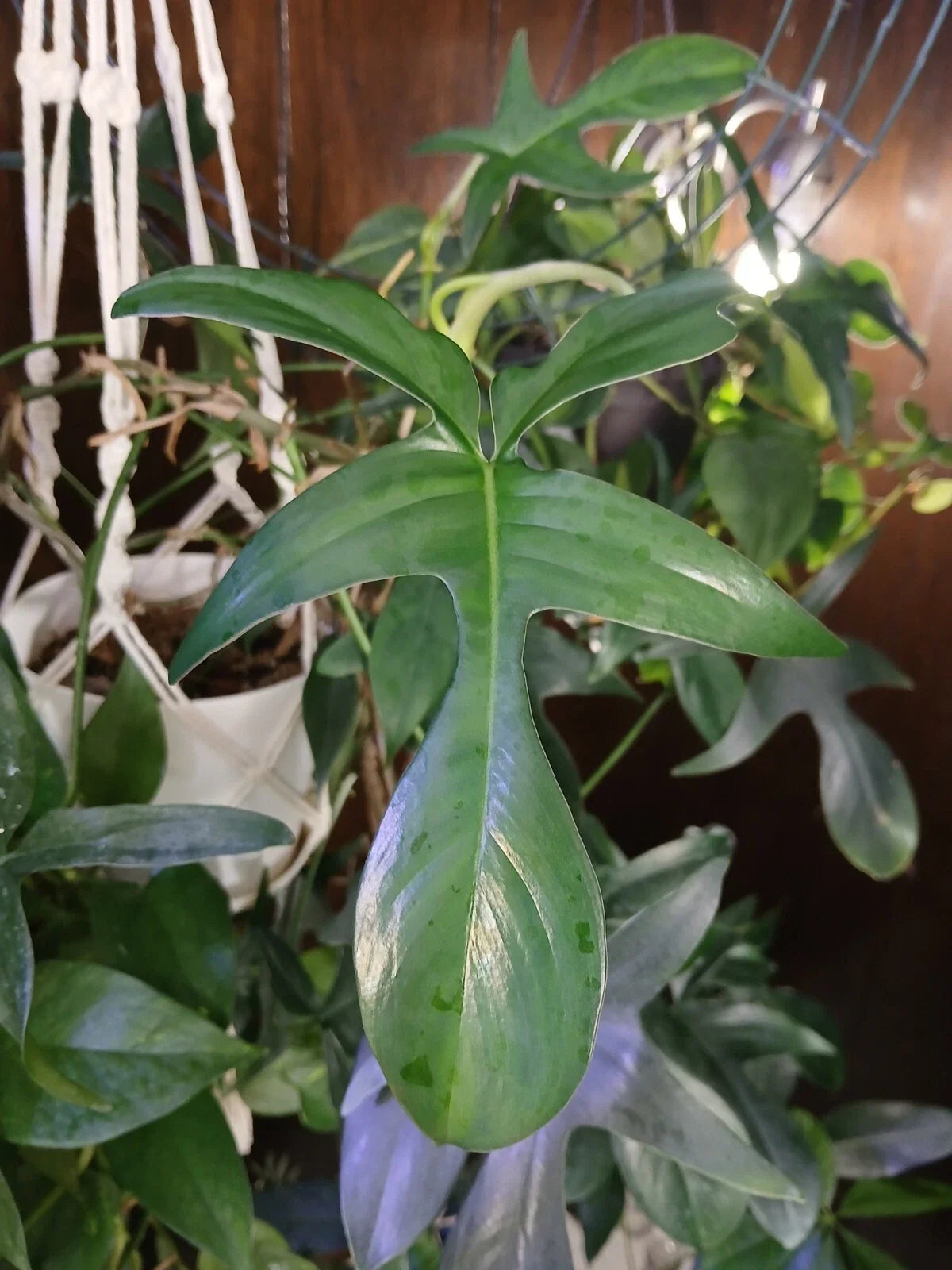 Philodendron Glad Hands Plant - Exotic Green Foliage - Popular Houseplant (Philodendron 'Glad Hands')